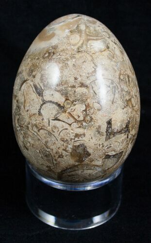Decorative Fossil Coral Egg #2126